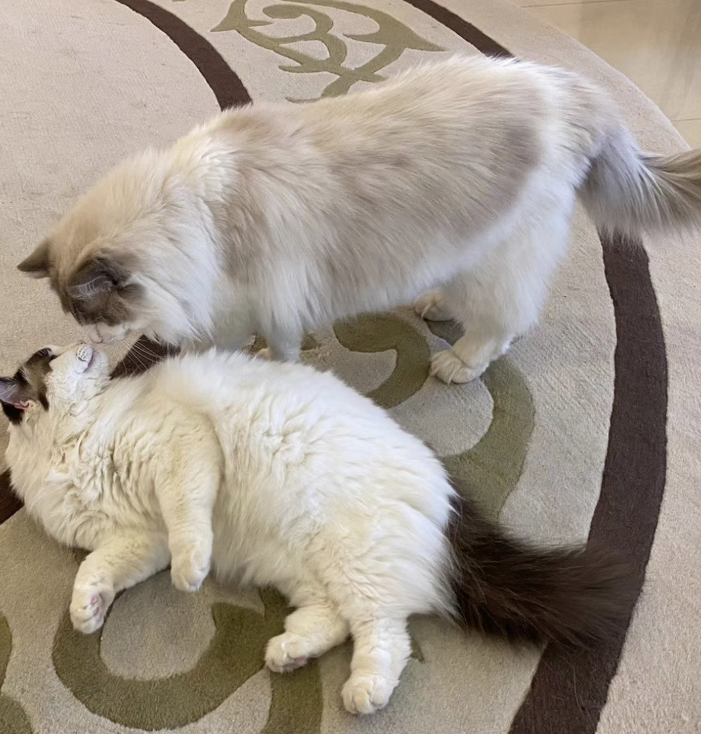 有丝分裂后爆红全星际 有丝分裂后爆红全星际