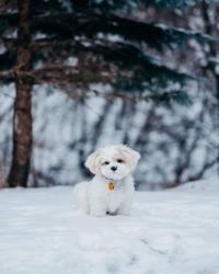 �ҵܵܵ��ռǱ�